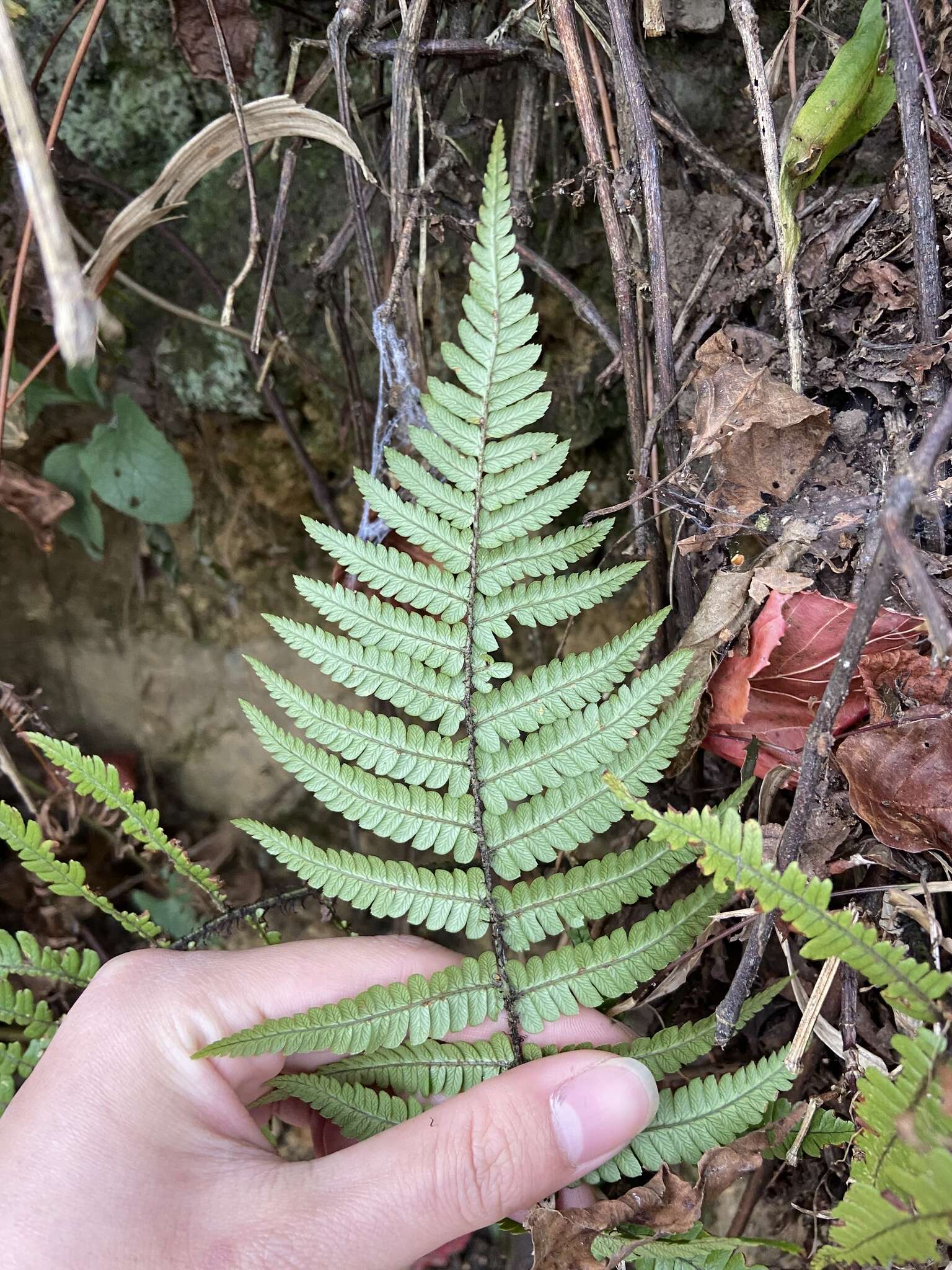 Imagem de Dryopteris lepidopoda Hayata