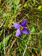 Gentianopsis ciliata (L.) Ma的圖片