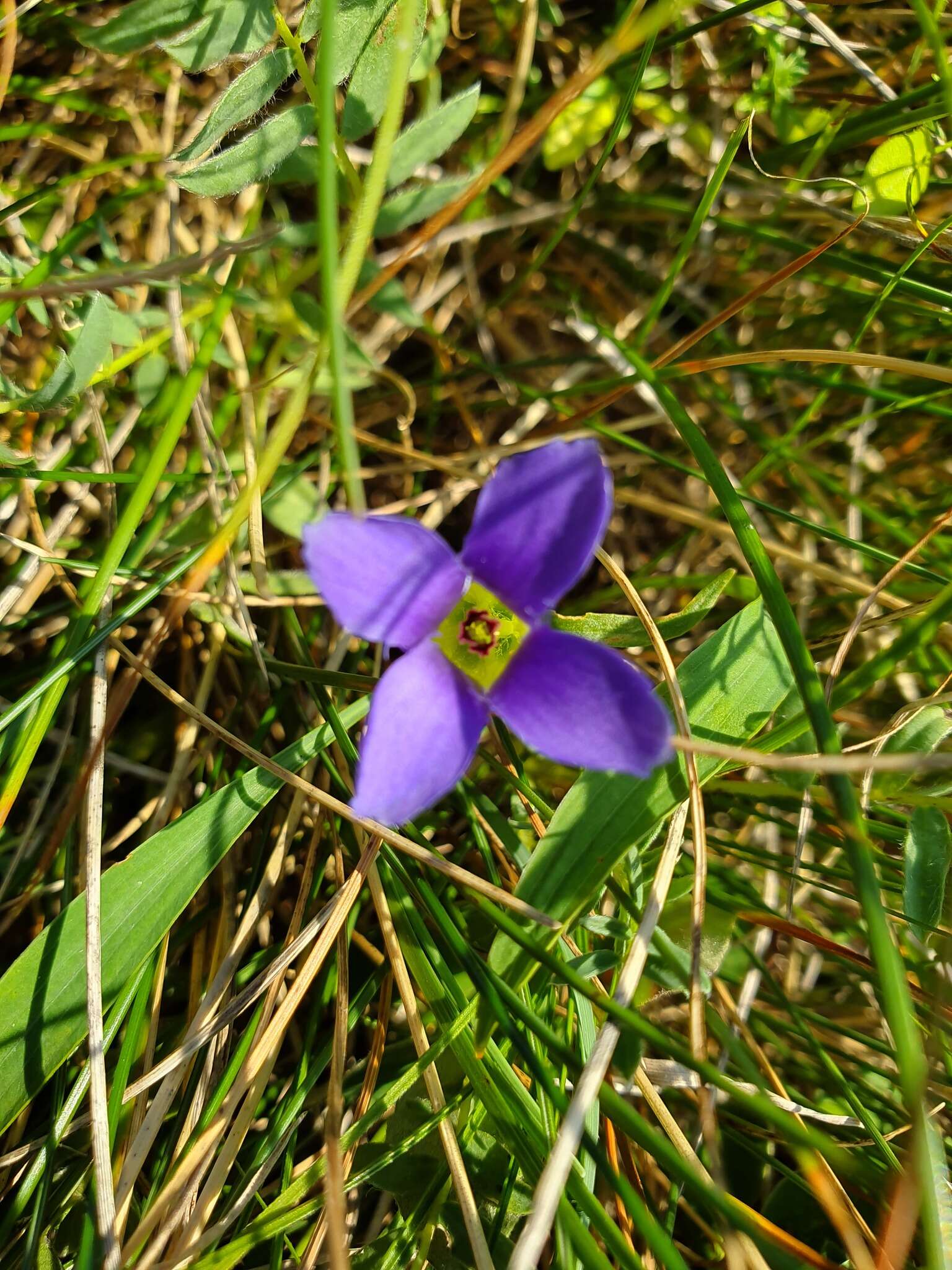 Gentianopsis ciliata (L.) Ma的圖片