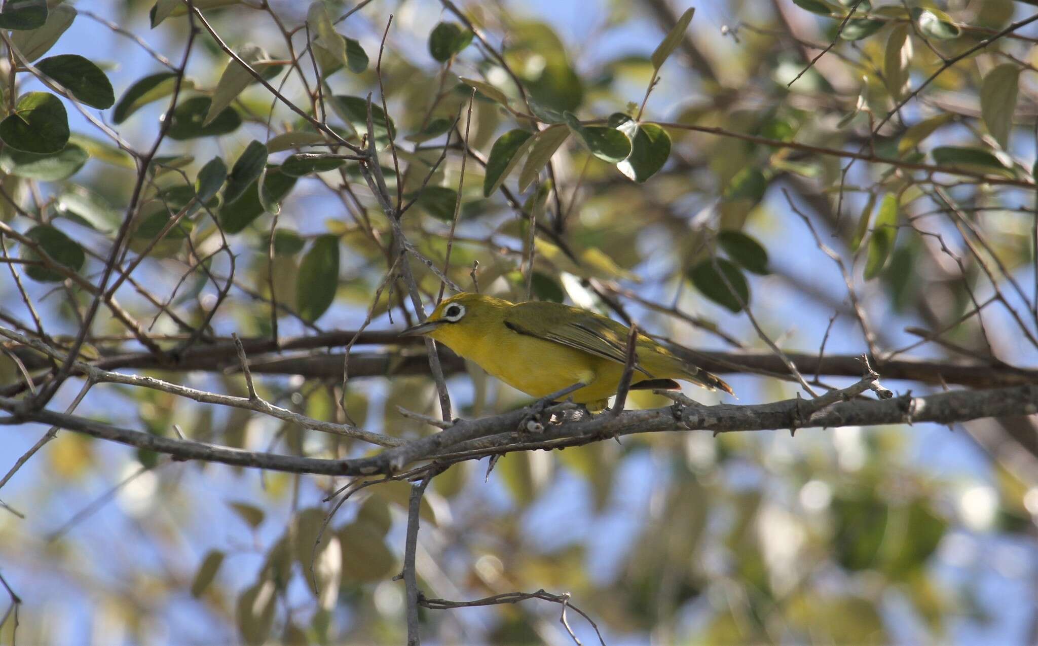 Image of Lemon-bellied White-eye