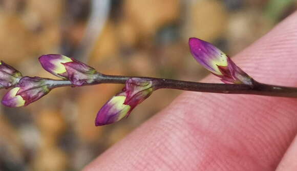 Image of Ixia scillaris L.