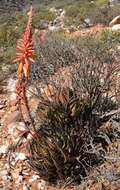 صورة Aloe melanacantha A. Berger