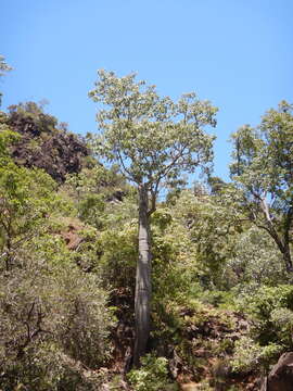 Imagem de Brachychiton australis (Schott & Endl.) Terracino