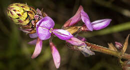 Image of greenleaf ticktrefoil