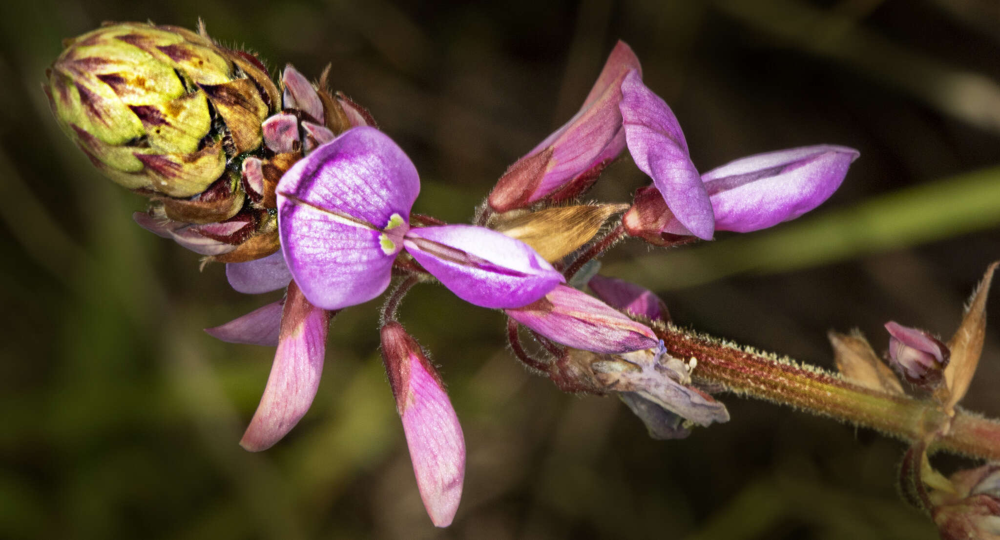 Desmodium intortum (Mill.) Urb. resmi