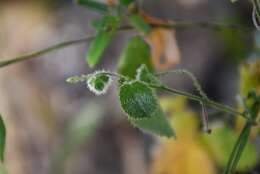 Image of Tragia yucatanensis Millsp.