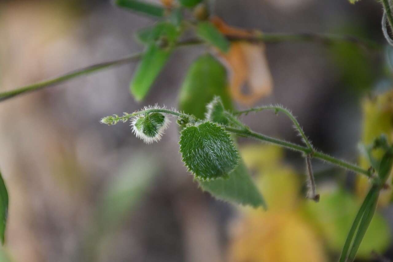 Image of Tragia yucatanensis Millsp.