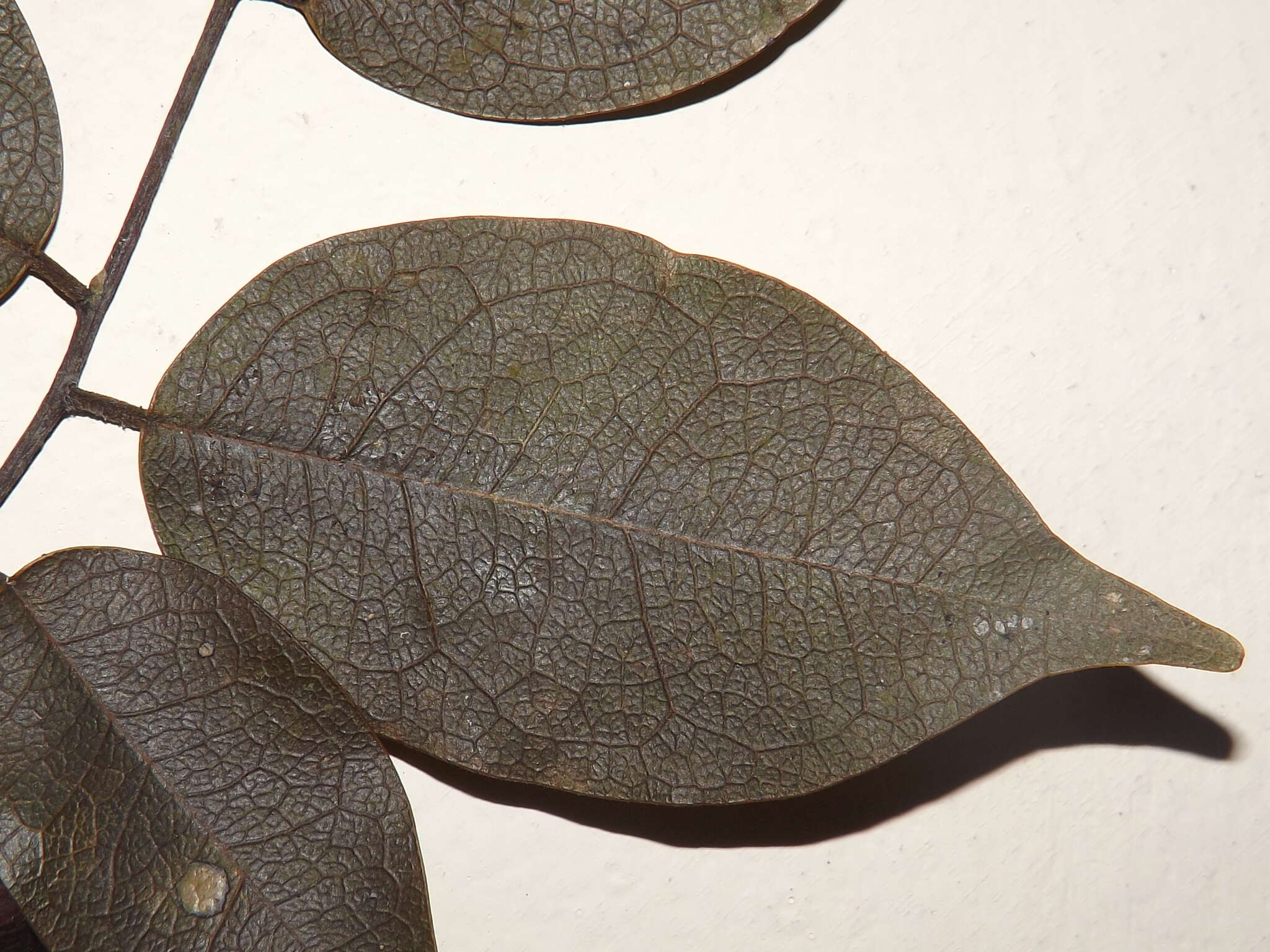 Image of Rourea glabra Kunth