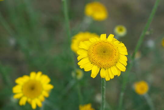 Image of golden chamomile