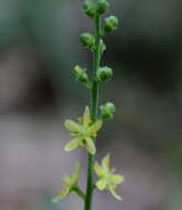 Image of incised agrimony