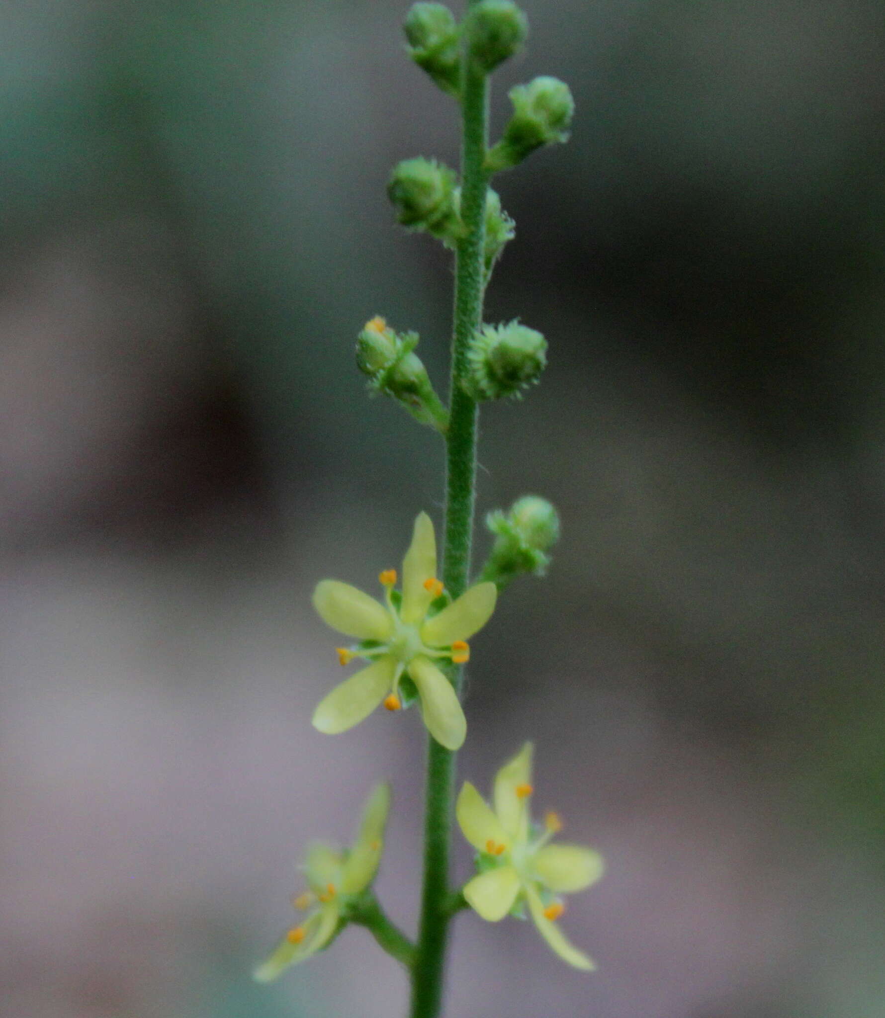 Image of incised agrimony