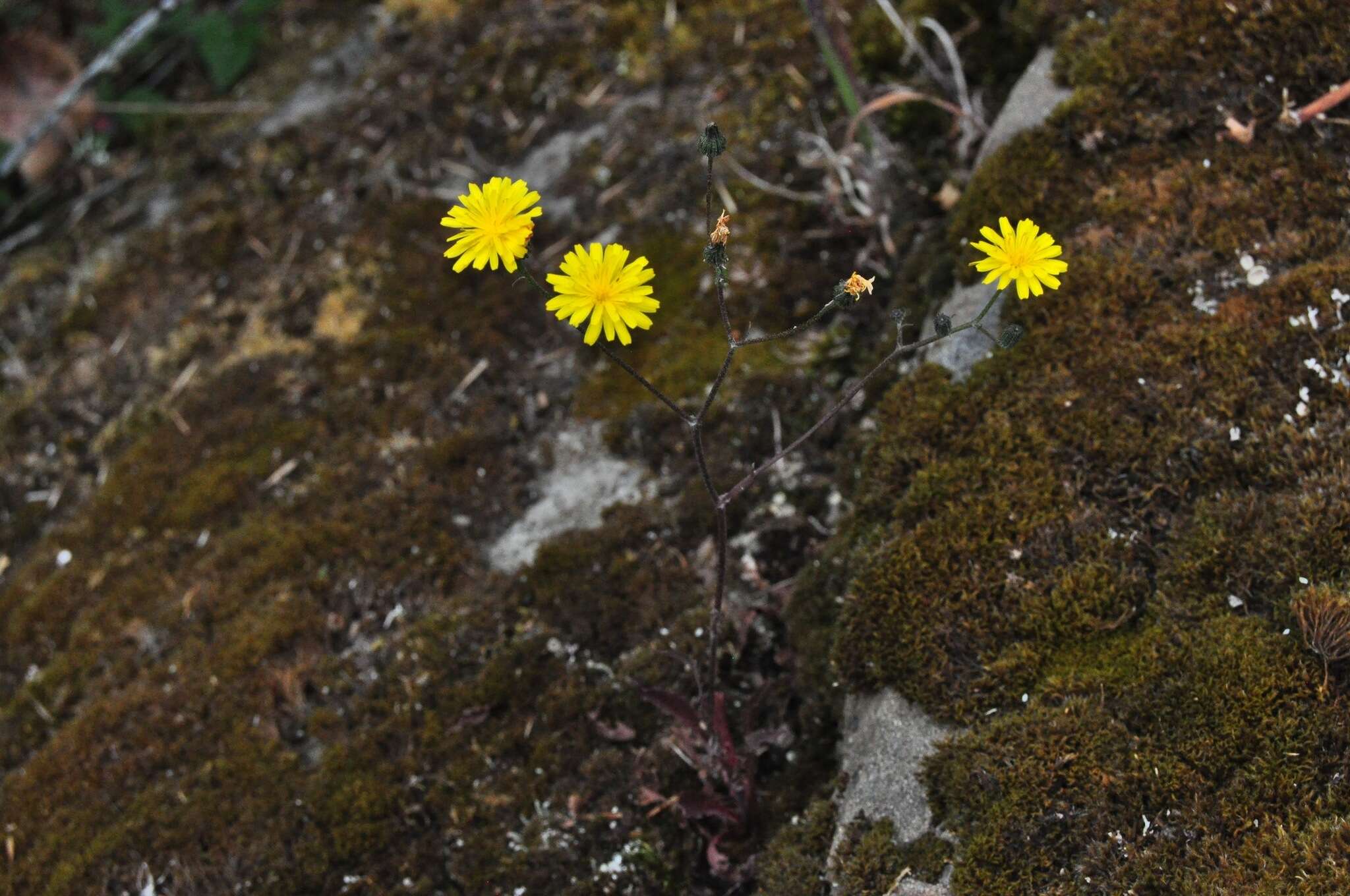 Image of smooth hawksbeard