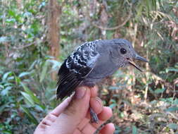 Image of Willisornis Agne & Pacheco 2007