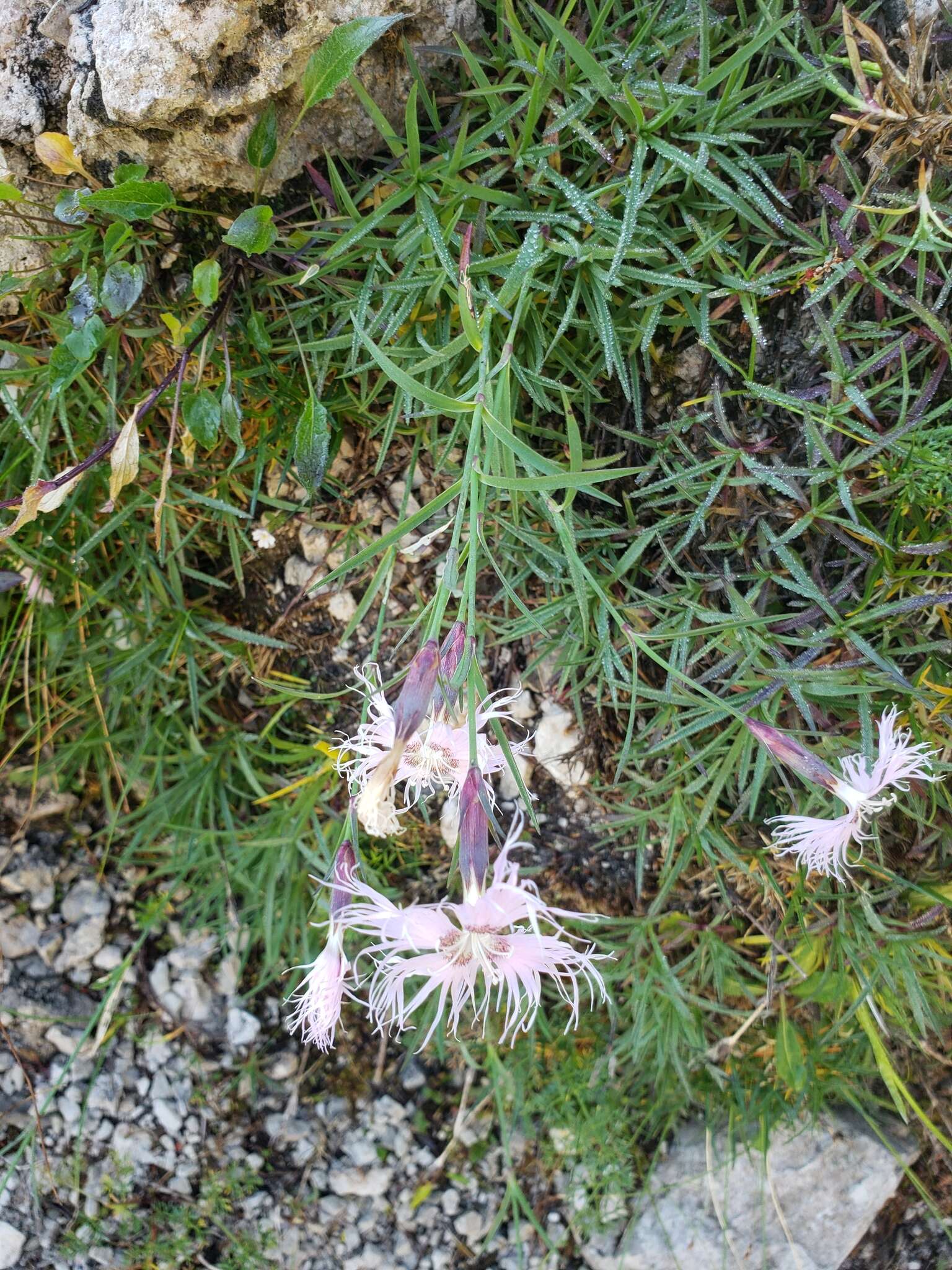 Sivun Dianthus sternbergii Sibth. kuva