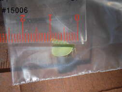 Image of Green Coneheaded Planthopper