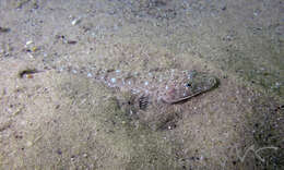 Image of Blue-spotted flathead