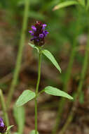 Plancia ëd Prunella vulgaris subsp. asiatica (Nakai) H. Hara