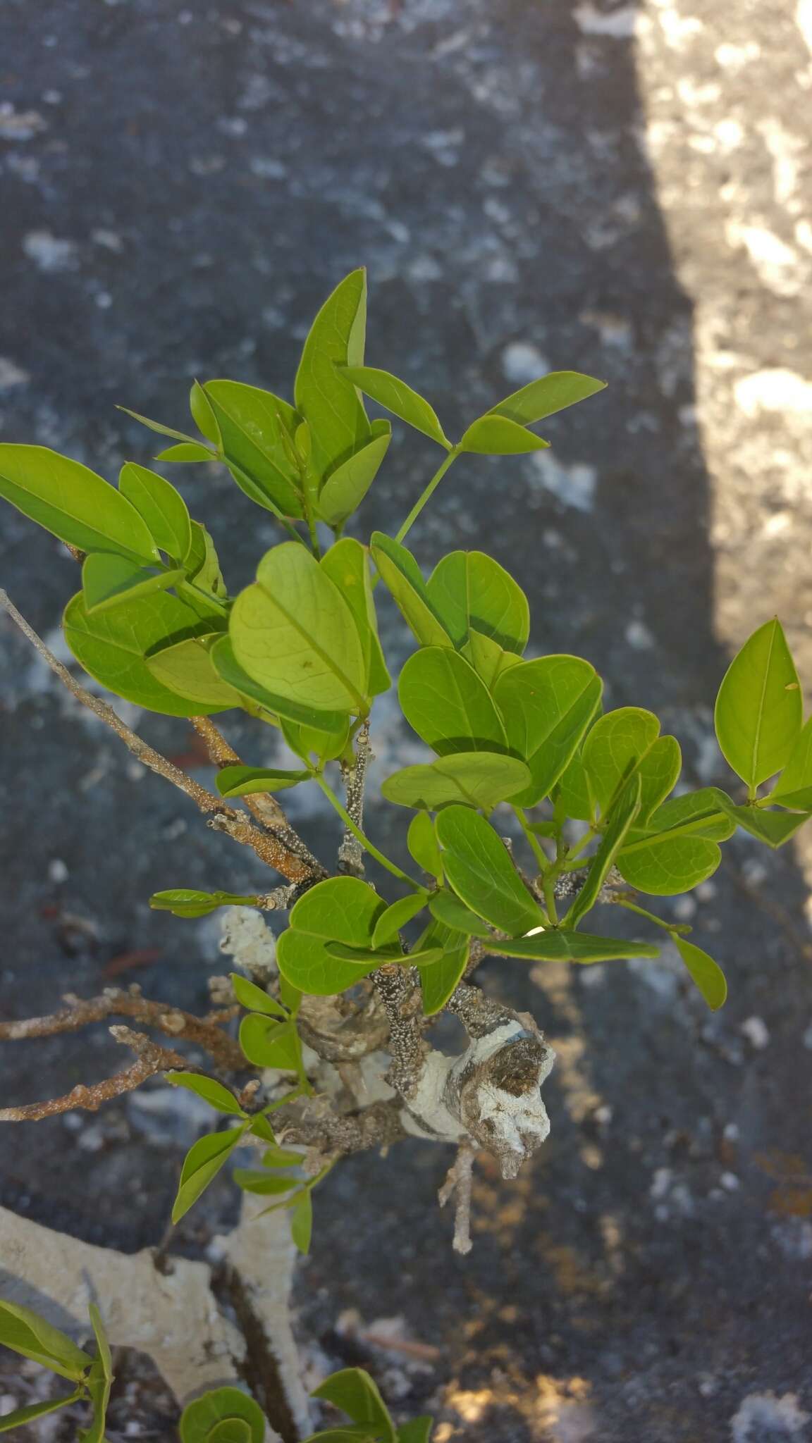 Plancia ëd Xanthocercis madagascariensis Baill.