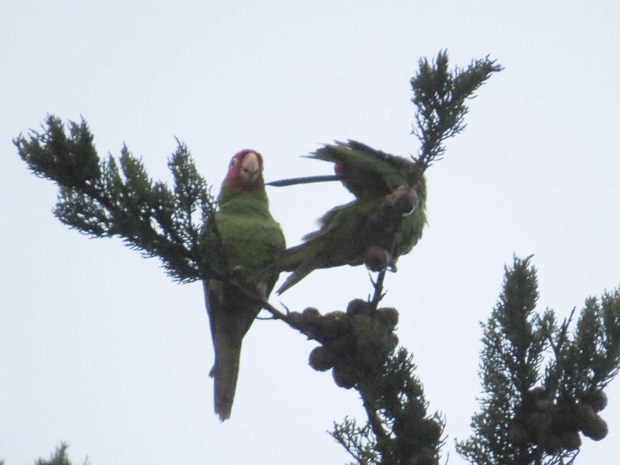 Image of Red-masked Conure