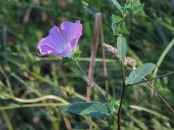 Sivun Malva punctata (All.) Alef. kuva