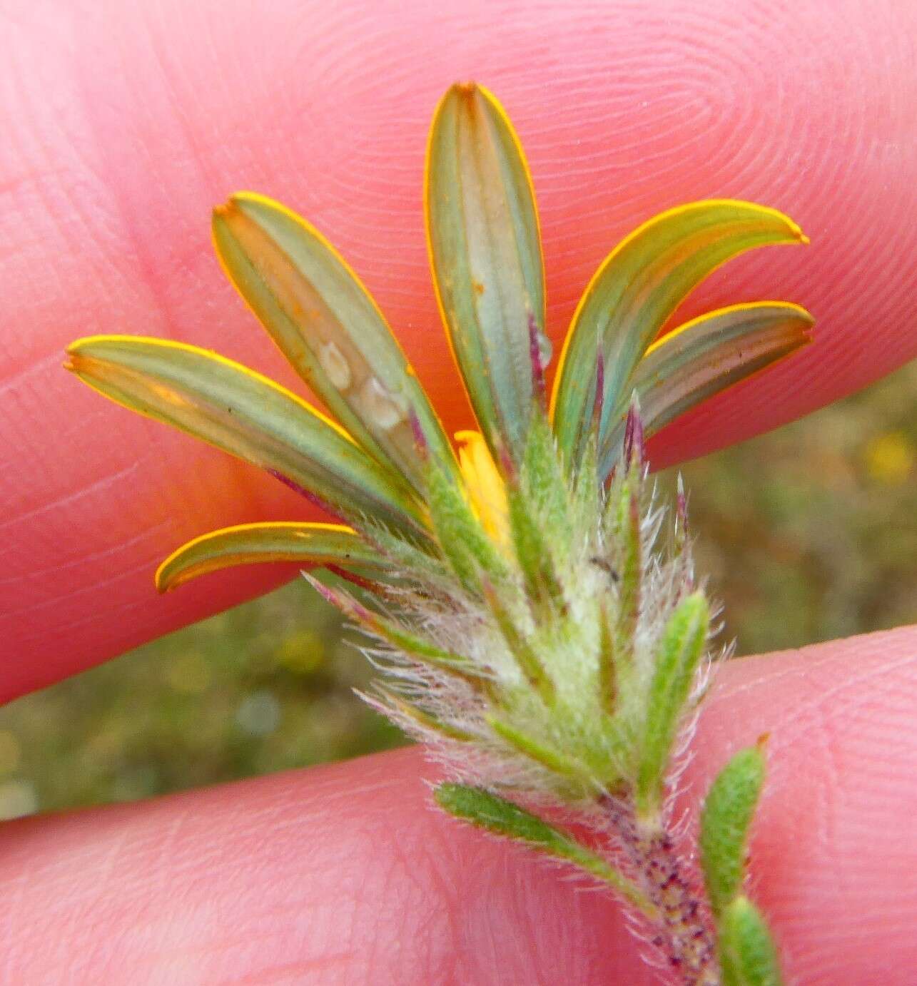 Imagem de Gorteria piloselloides (Cass.) Stångb. & Anderb.