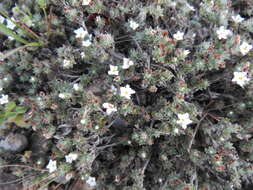 Euploca confertifolia (Torr.) Feuillet & Halse resmi