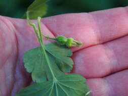 Image of Mountain Currant