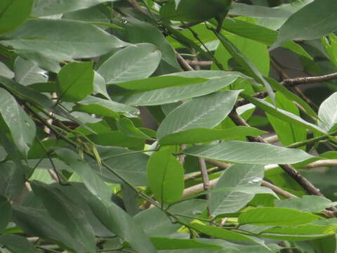 Image of Philippine pigeonwings