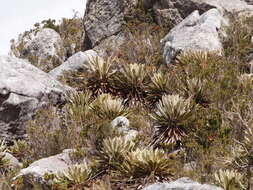 Image of Espeletia conglomerata A. C. Smith