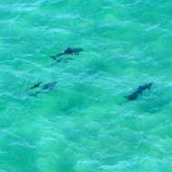 Image of Indian Ocean Bottlenose Dolphin