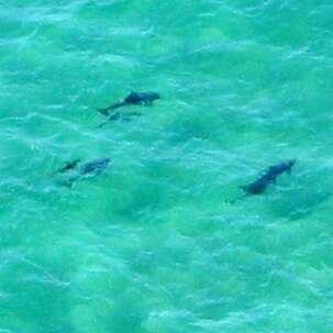 Image of Indian Ocean Bottlenose Dolphin