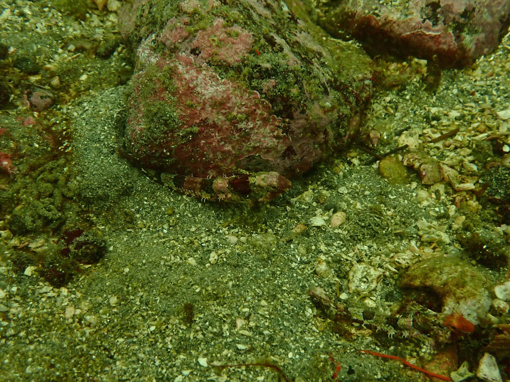 Image of Snubnose sculpin