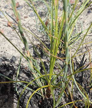 Image of Heliophila glauca Burch. ex DC.