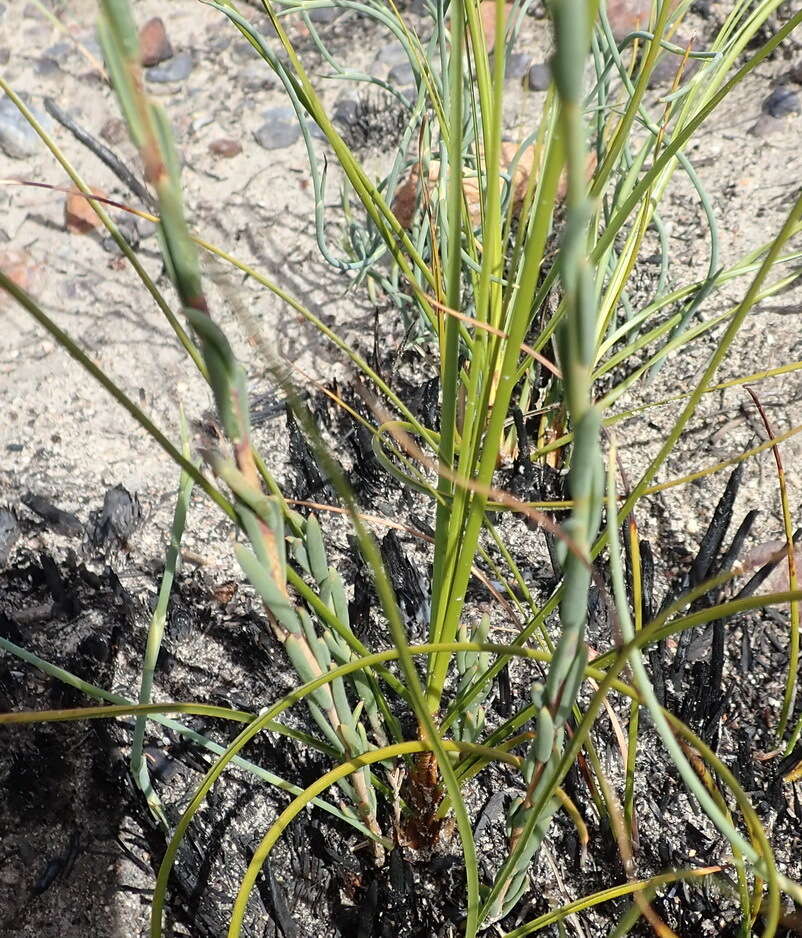 Image of Heliophila glauca Burch. ex DC.