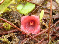 Image of Sphyrospermum dissimile (S. F. Blake) J. L. Luteyn