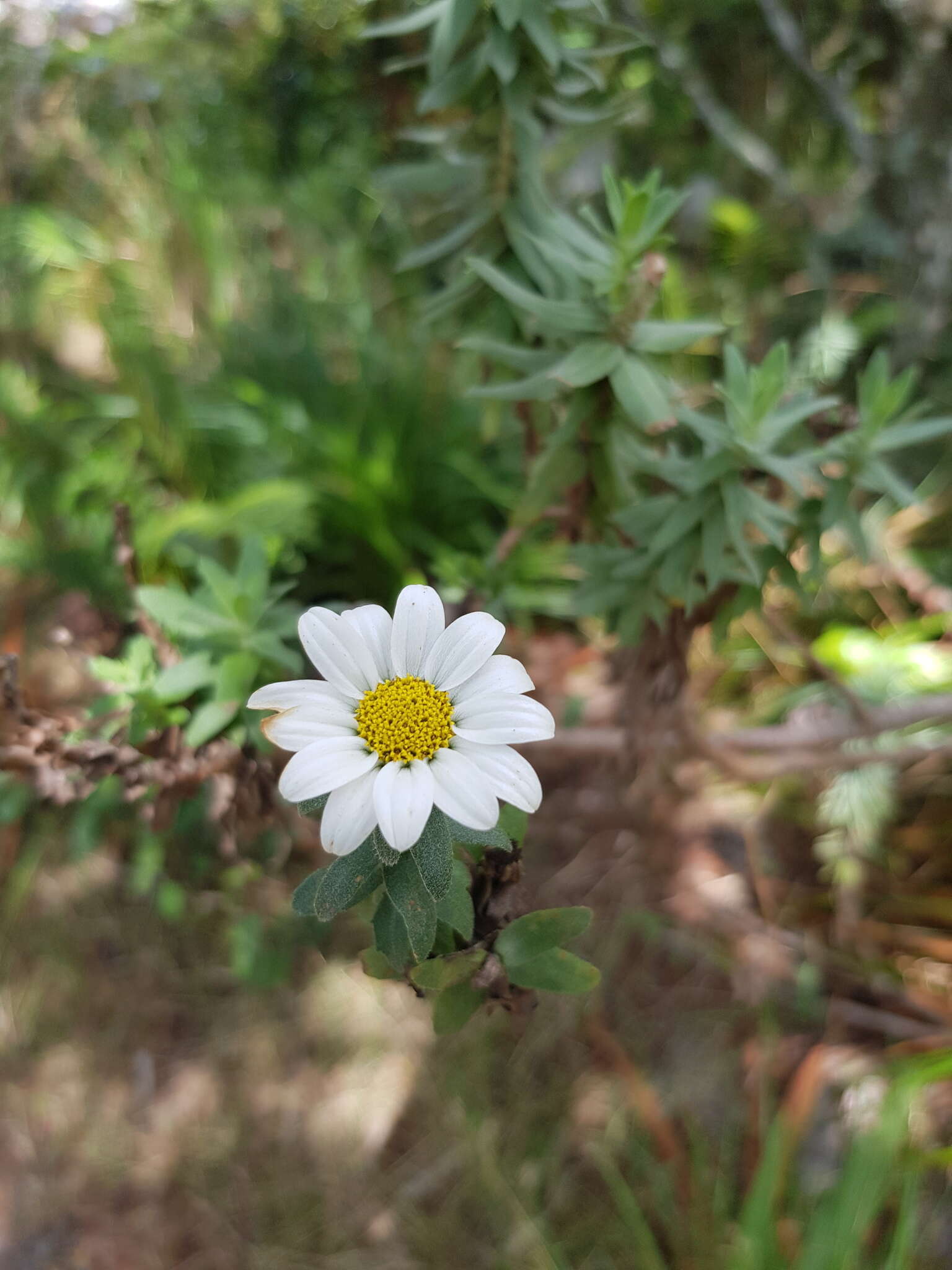 Imagem de Osmitopsis asteriscoides (L.) C. F. Less.