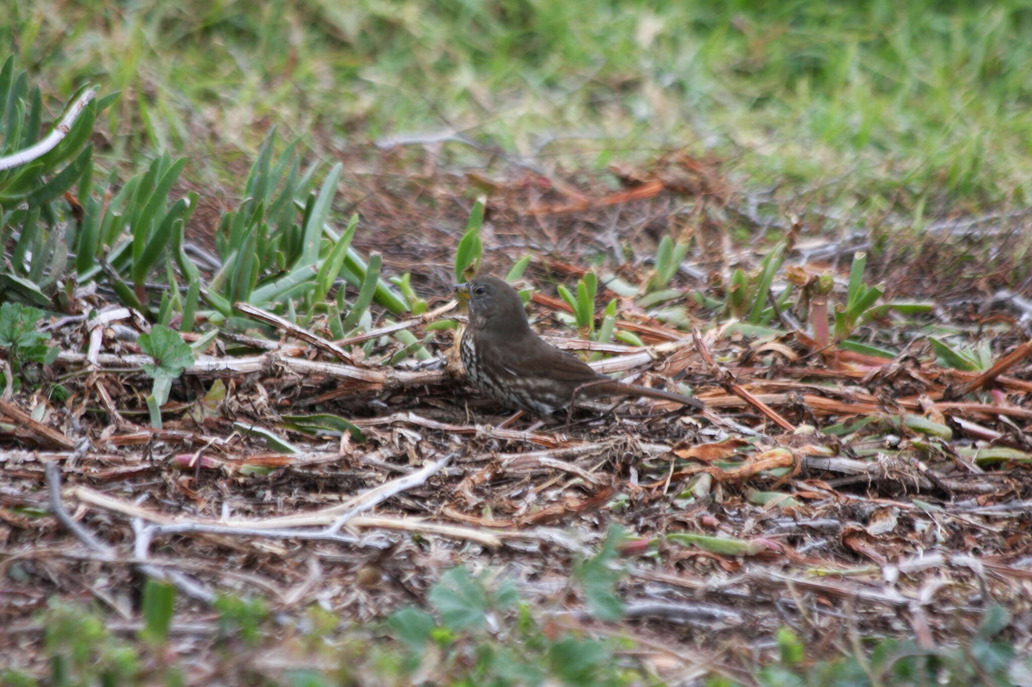 Image of Passerella iliaca annectens Ridgway