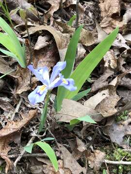 Image of crested iris