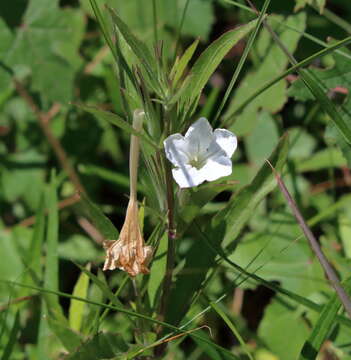 صورة Ruellia noctiflora (Nees) Gray