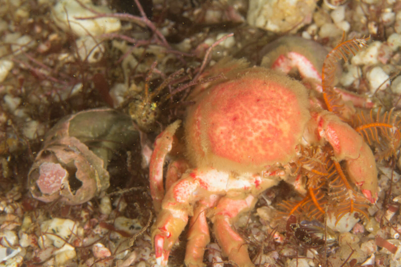 Image of Furred sponge crab