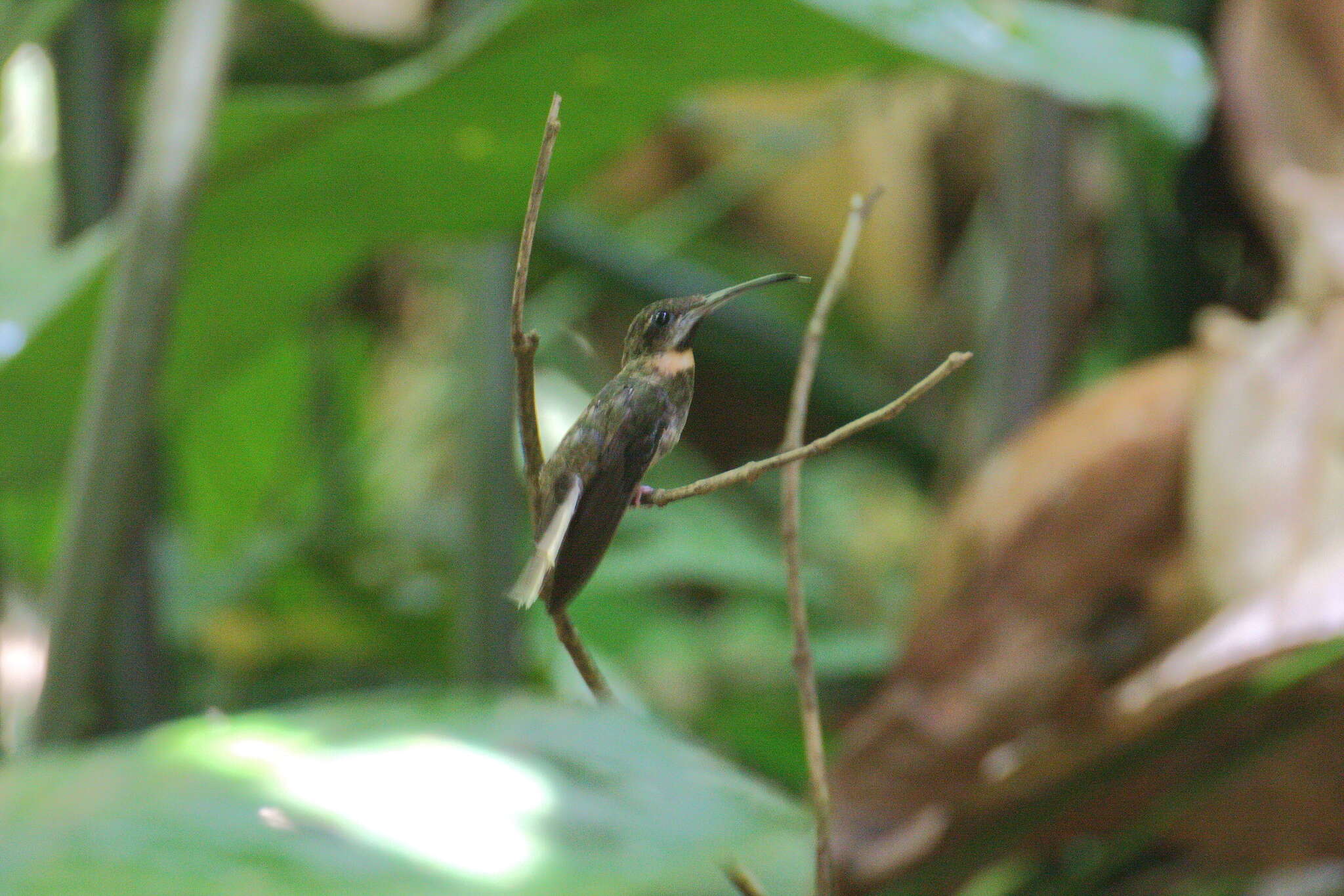 Threnetes leucurus medianus Hellmayr 1929 resmi