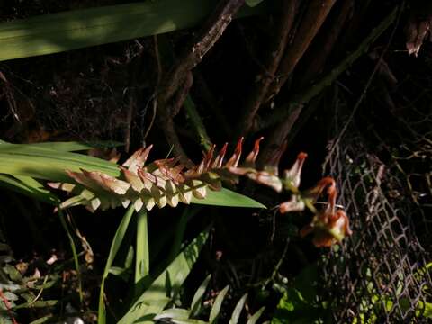 Sivun Blechnum hastatum Kaulf. kuva