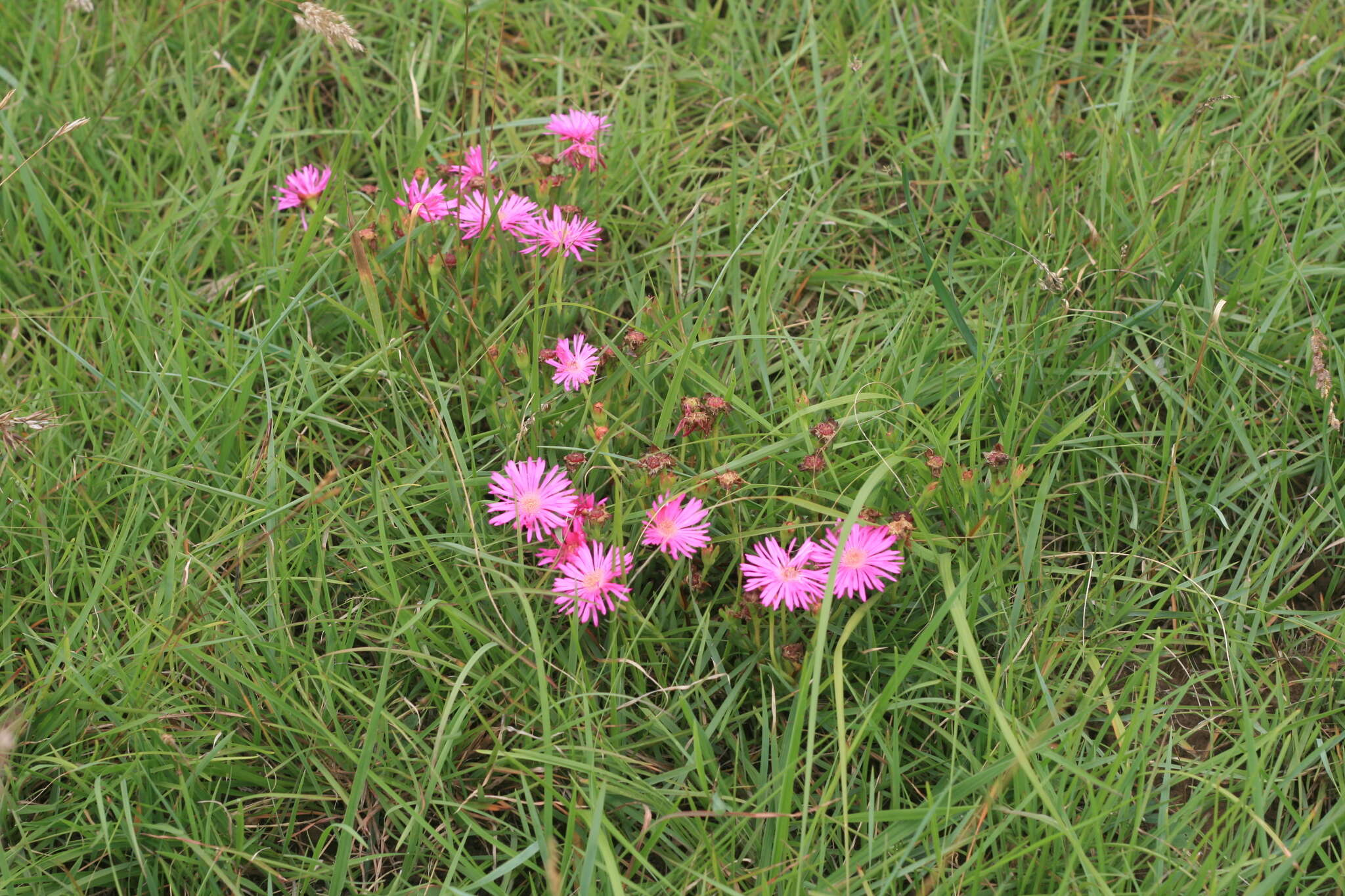 Image of Lampranthus lavisii (L. Bol.) L. Bol.