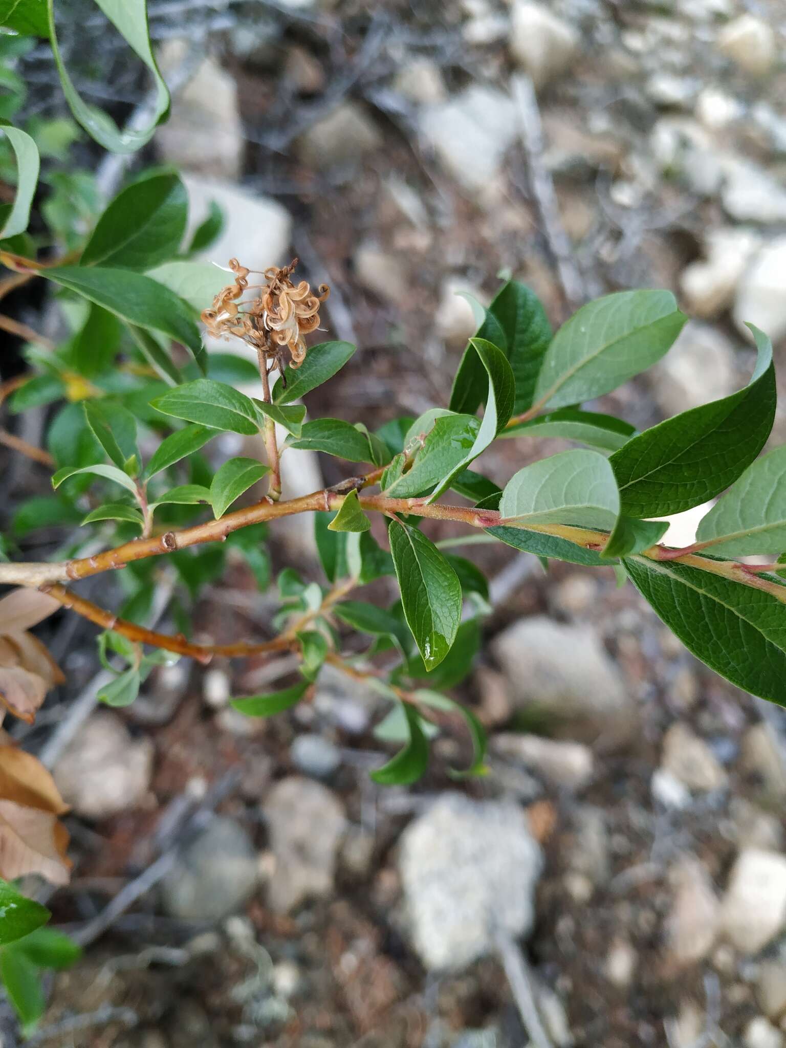 Salix divaricata Pall.的圖片