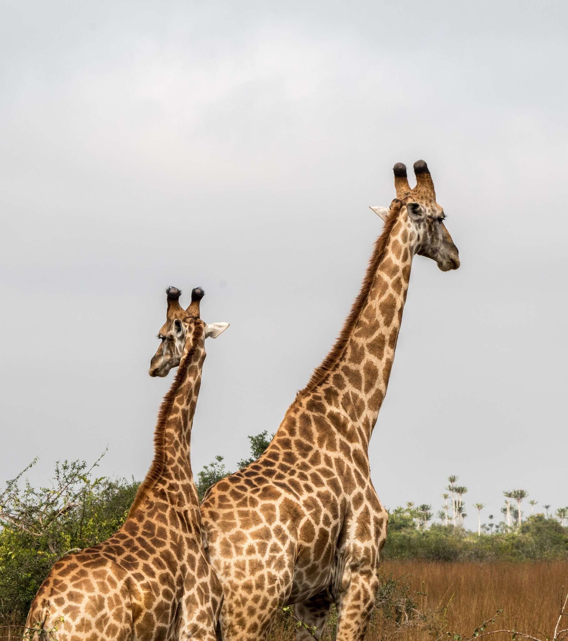 Image of Giraffe