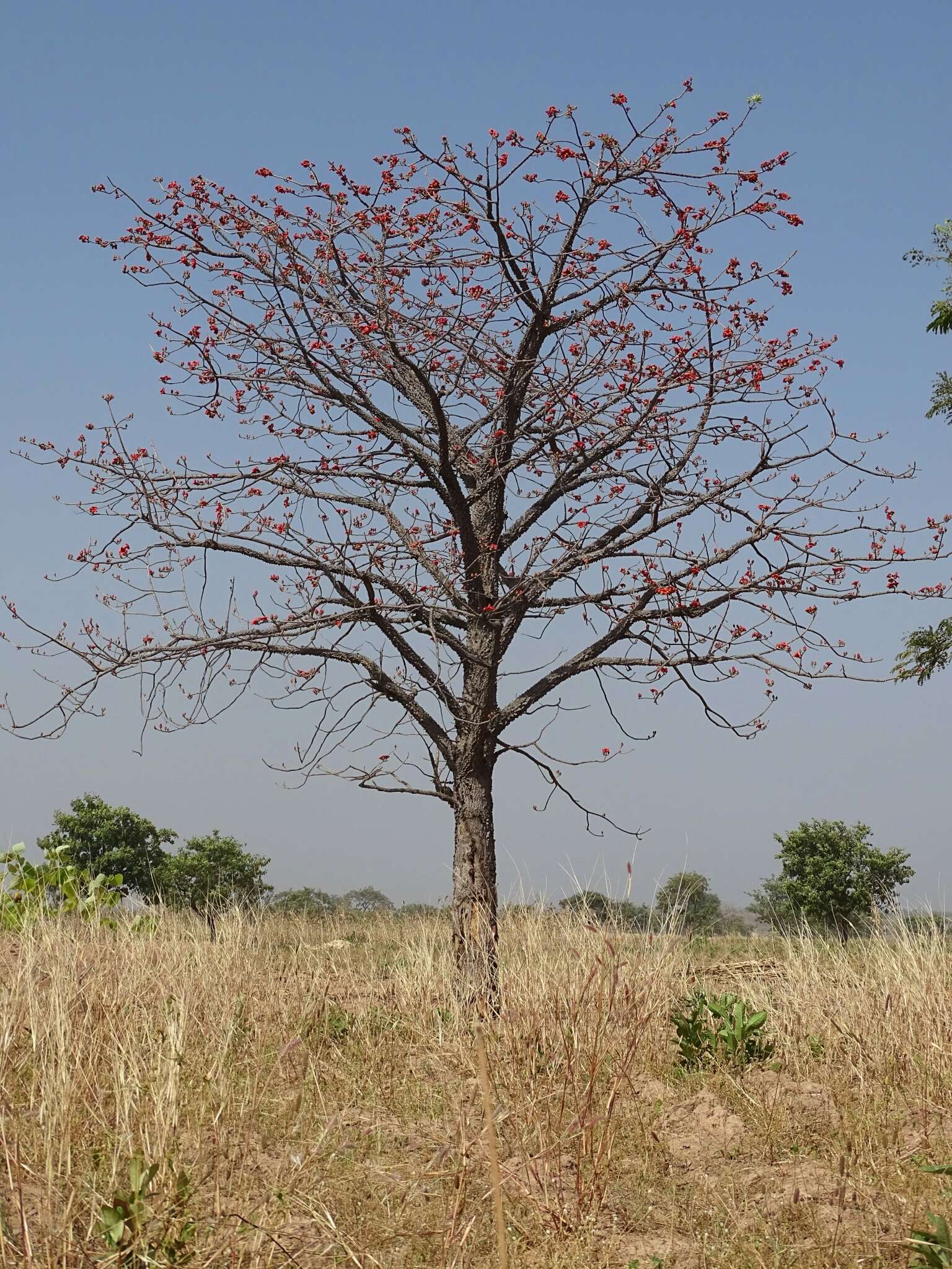 Image of Red Silk Cotton