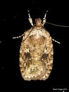 Imagem de Agonopterix pulvipennella Clemens 1864