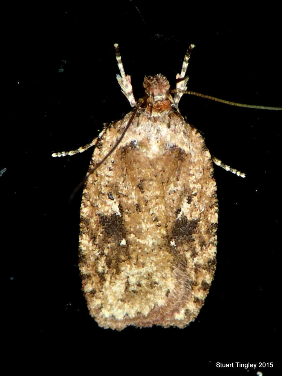 Imagem de Agonopterix pulvipennella Clemens 1864