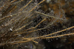 Image of Hydroid