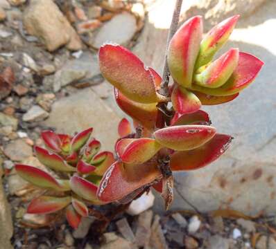 Image of Crassula atropurpurea var. anomala (Schönl. & Bak. fil.) Tölken